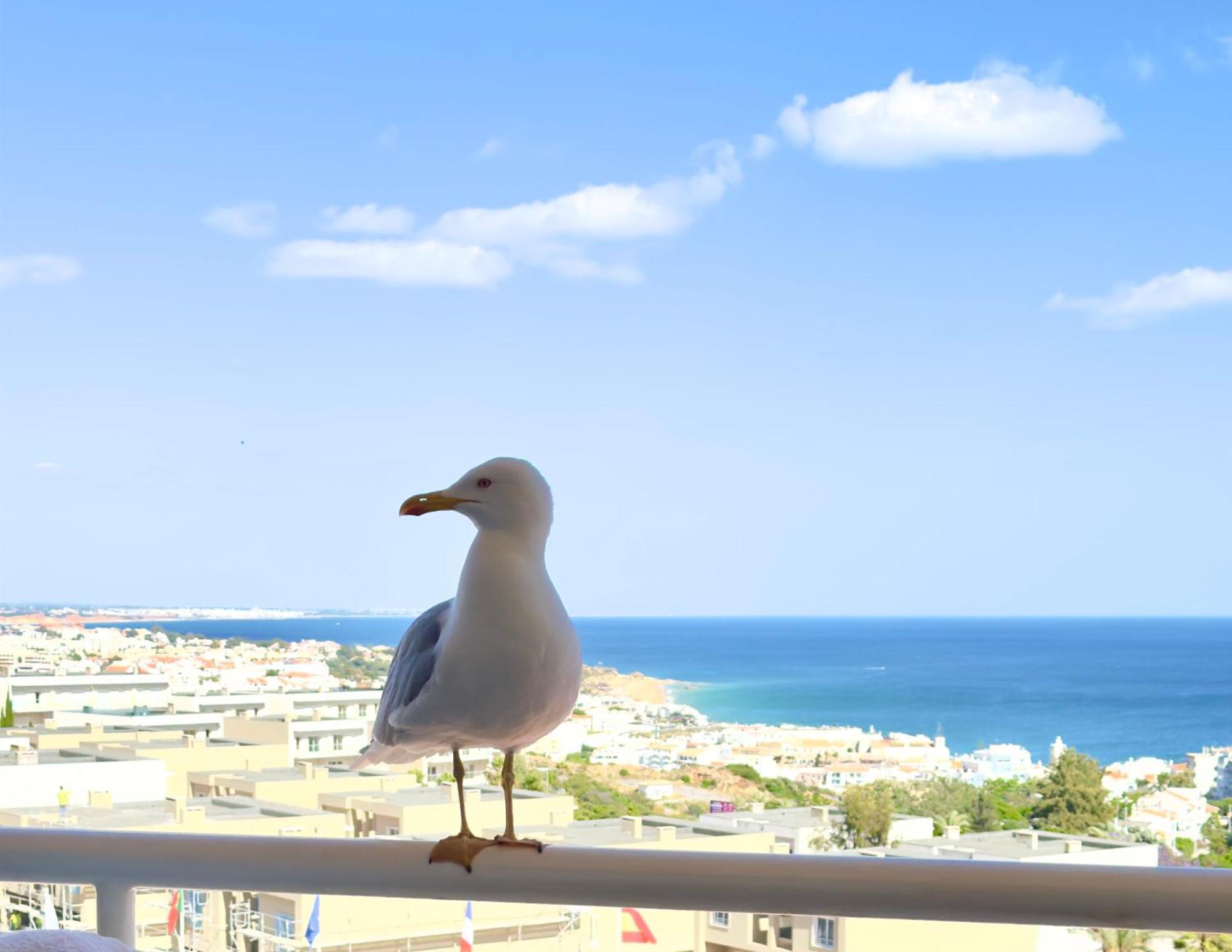 Apartment Les 3 Dauphins In Albufeira Eksteriør bilde